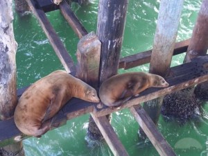 lazy-sealions-below-santa-cruz-pier-mad-river